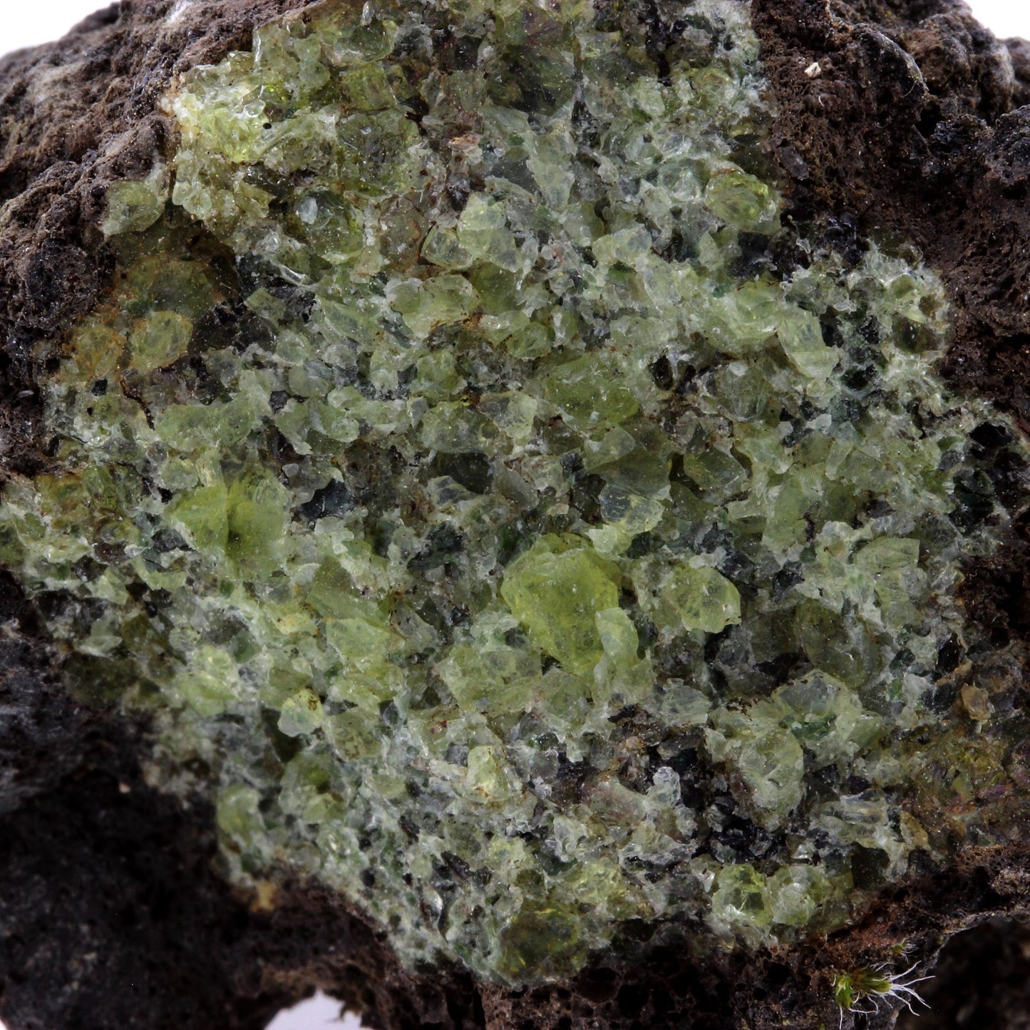 Péridotite, 645.2 carats, Mont Briançon, Haute-Loire, France