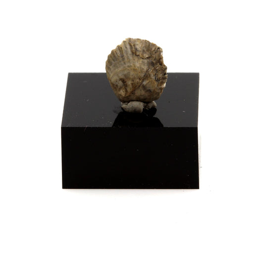 Brachiopode. 3.45 carats. Maroc