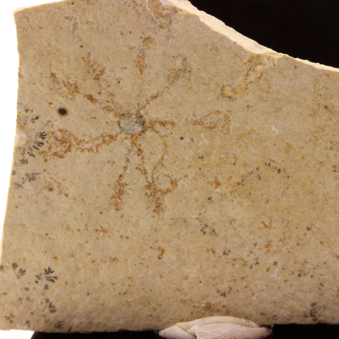 Comatula pectinata (fossile). 153.1 carats. Solnhofen, Franconia, Bavaria, Allemagne