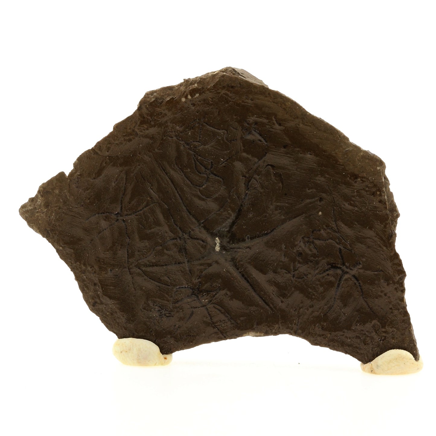 Ophiures (fossile), 225.4 carats, La Voulte-sur-Rhône, Ardèche, France
