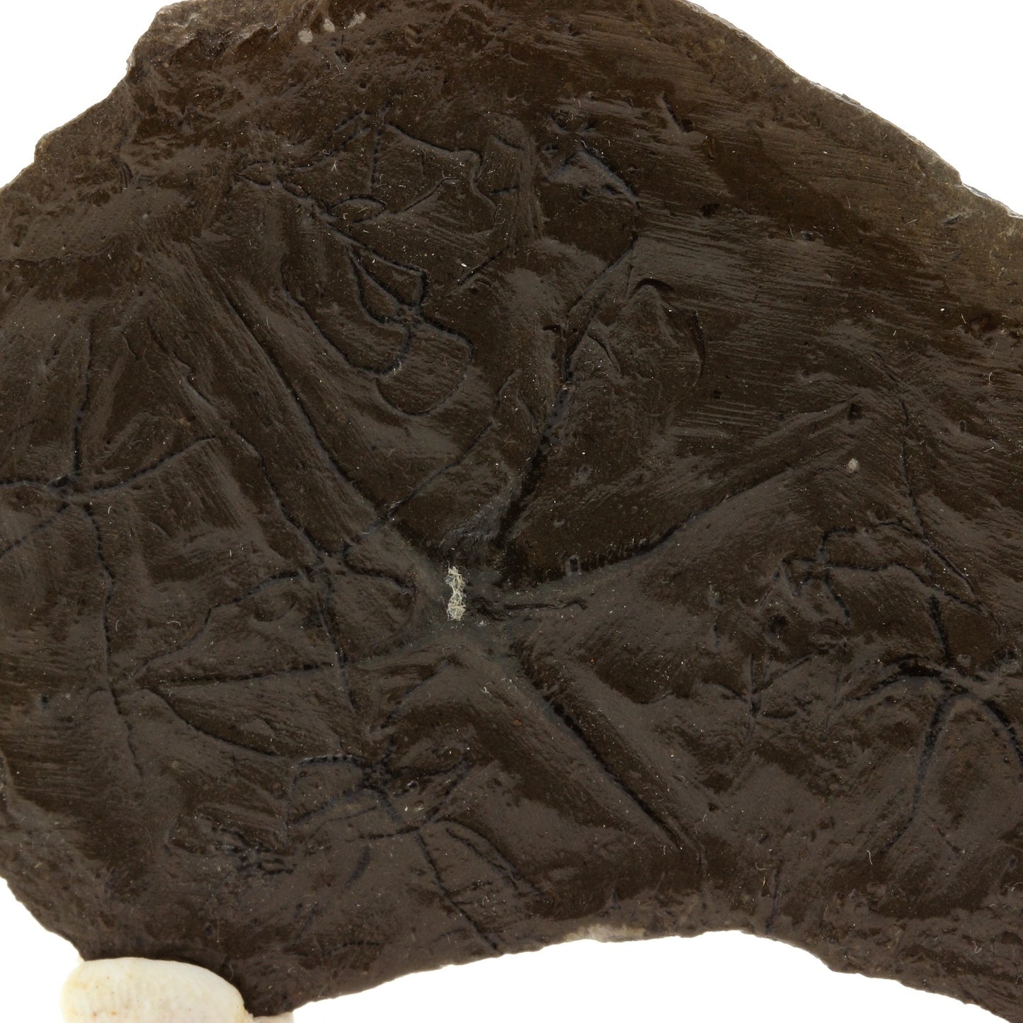 Ophiures (fossile), 225.4 carats, La Voulte-sur-Rhône, Ardèche, France