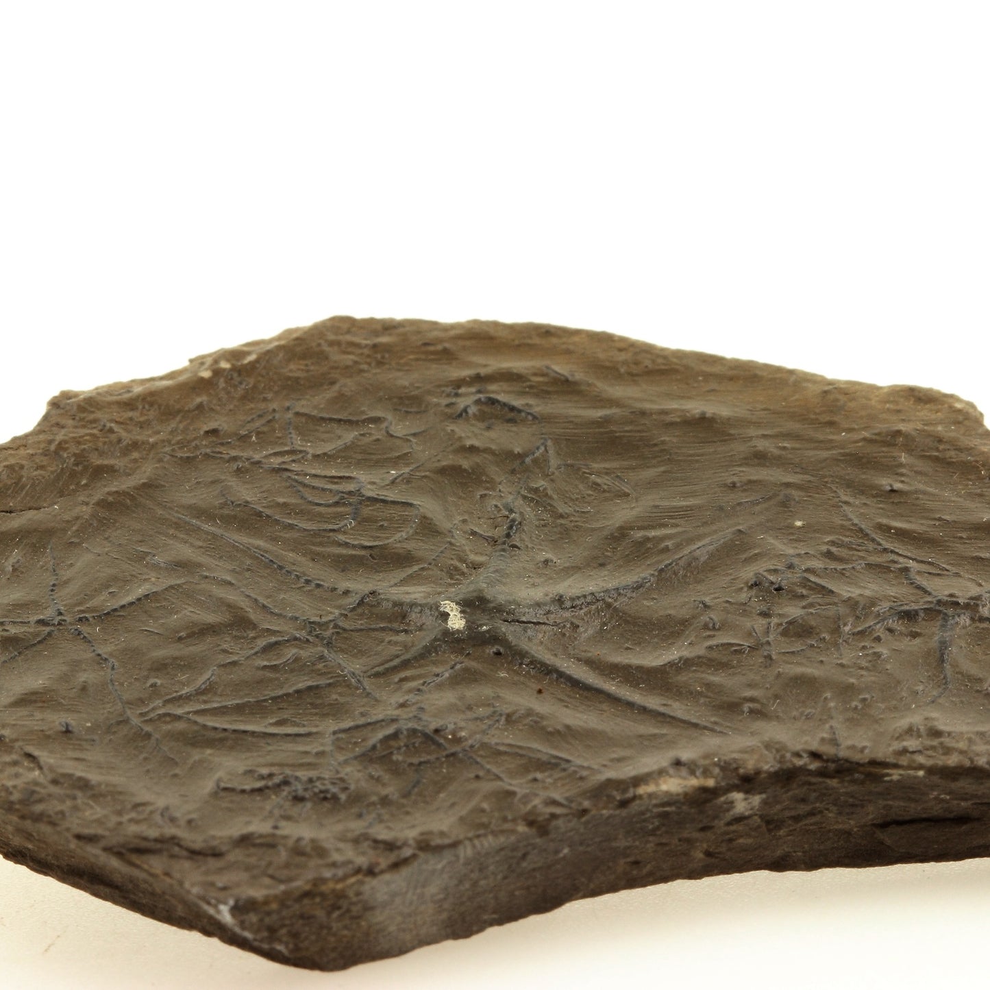 Ophiures (fossile), 225.4 carats, La Voulte-sur-Rhône, Ardèche, France