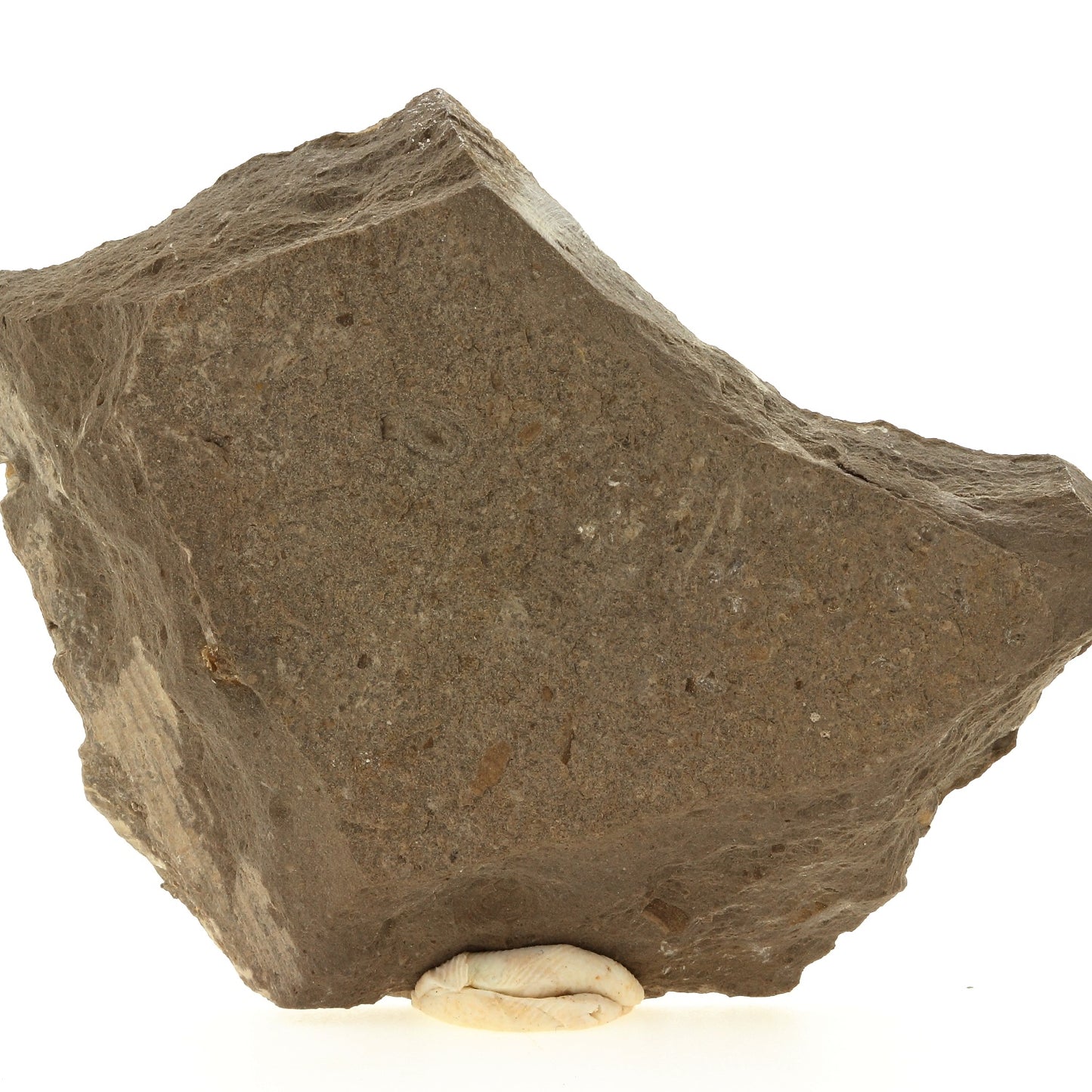Ophiures (fossile), 225.4 carats, La Voulte-sur-Rhône, Ardèche, France