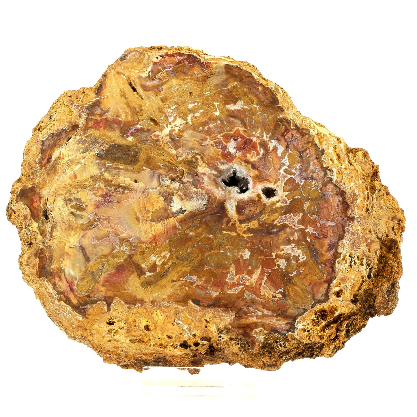 Bois pétrifié. 2647.0 carats. Madagascar