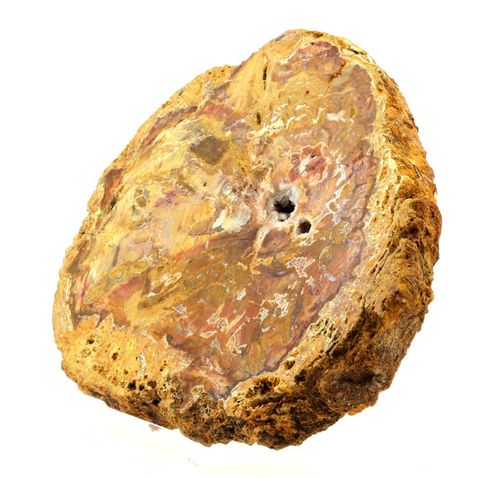 Bois pétrifié. 2647.0 carats. Madagascar