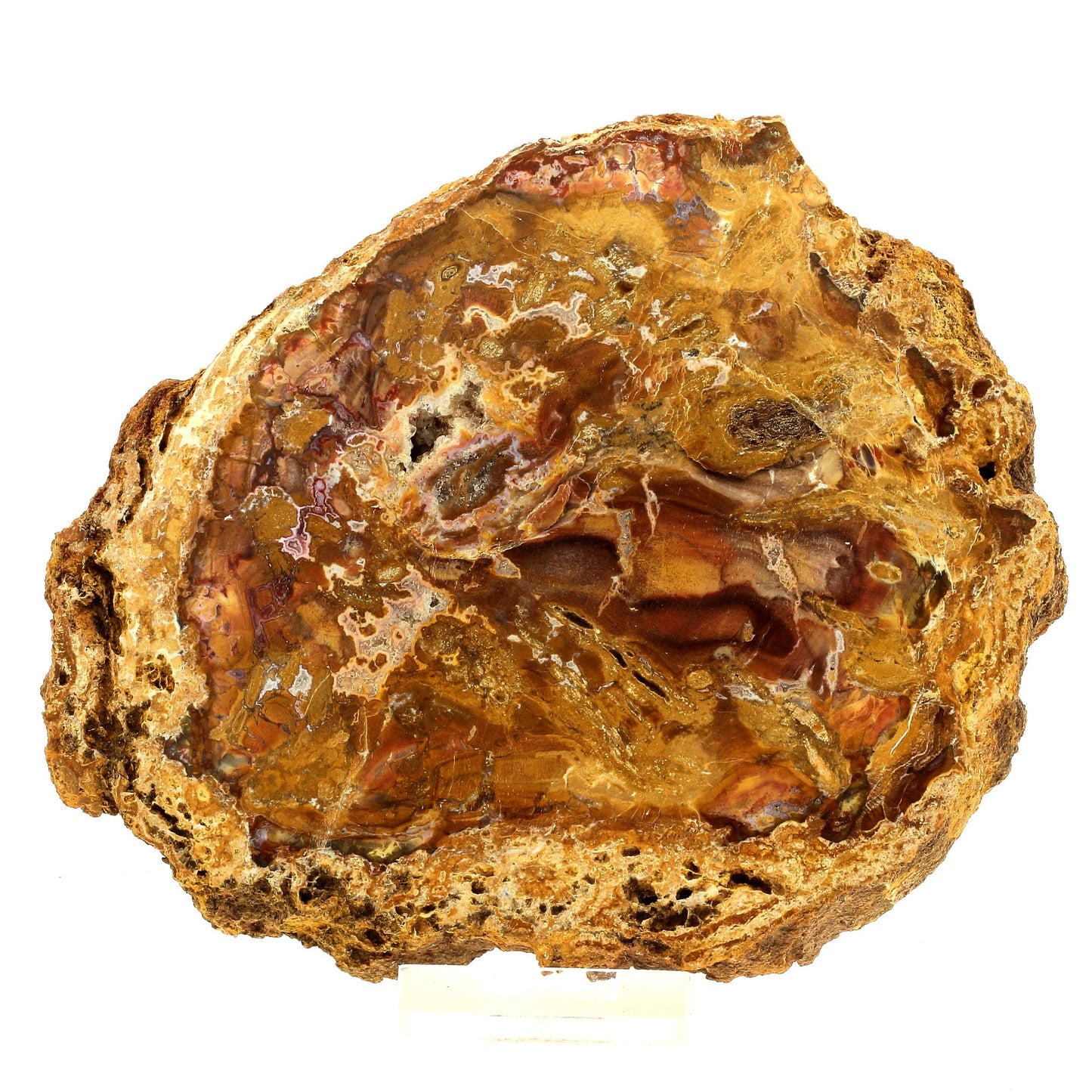 Bois pétrifié. 2647.0 carats. Madagascar