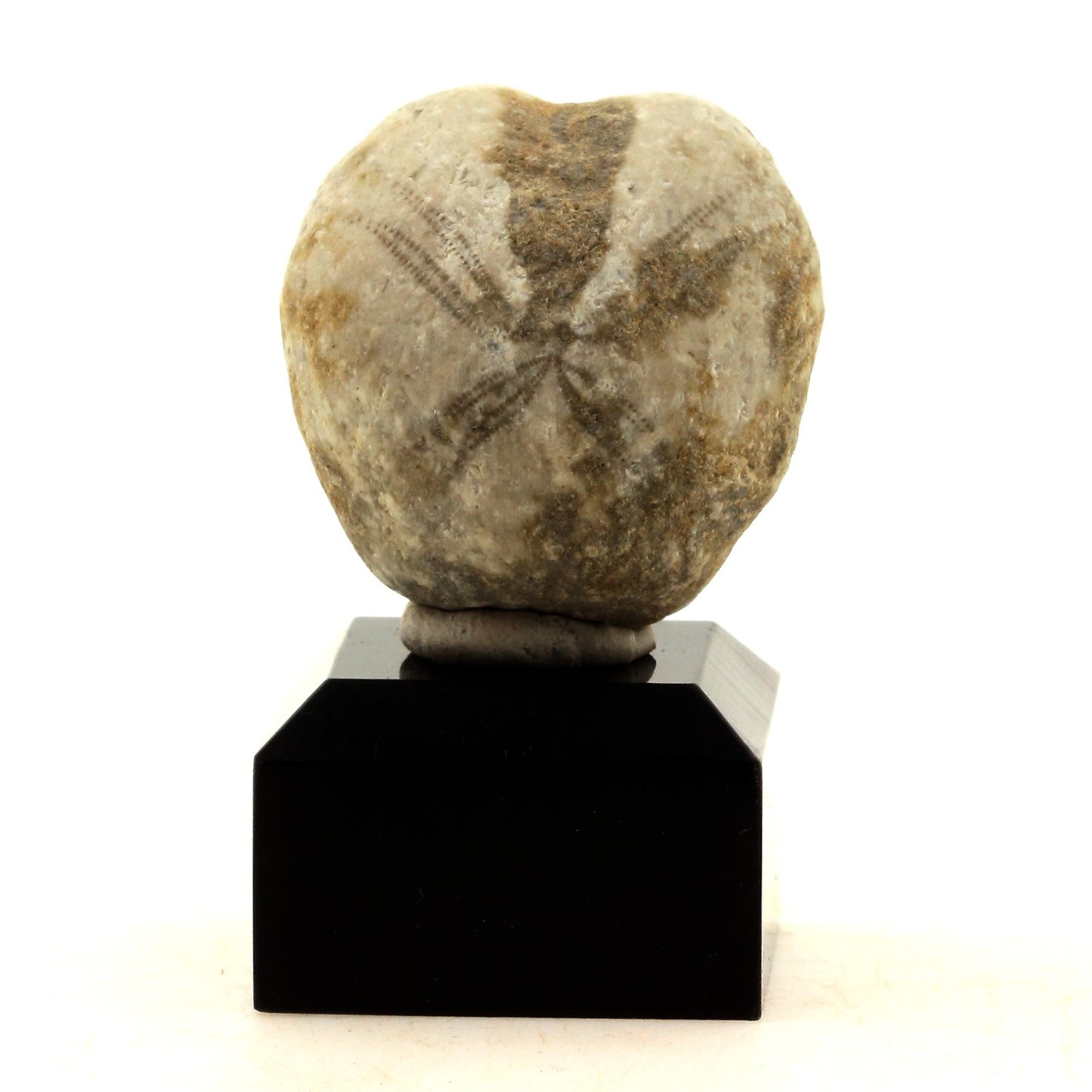 Oursin Fossile Toxaster. 142.7 carats. Echevis, Vercors, Drome, France
