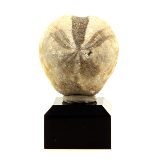 Oursin Fossile Toxaster. 219.2 carats. Echevis, Vercors, Drome, France