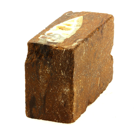 Bélémnite (Belemnoidea) dans minerai. 1625.5 carats. Neuves-Maisons, France