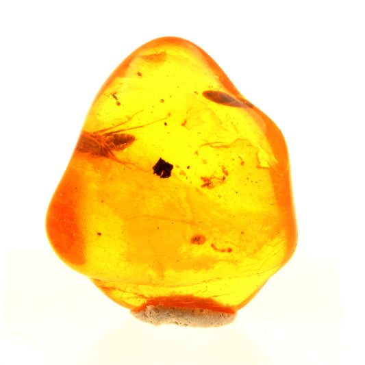 Ambre avec insecte. 4.1 carats. Mer Baltique, Russie