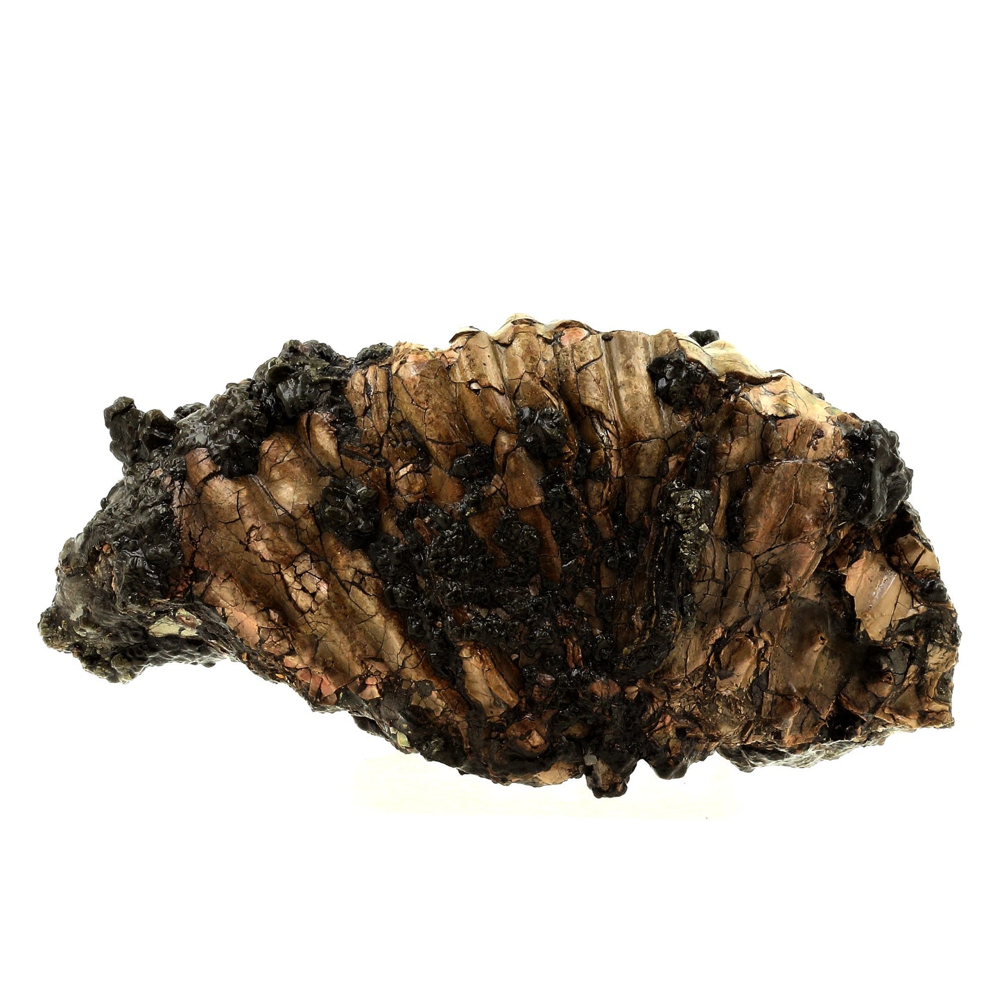 Ammonite fossile + Pyrite, 2355.0 carats, Bully, Seine-Maritime, France
