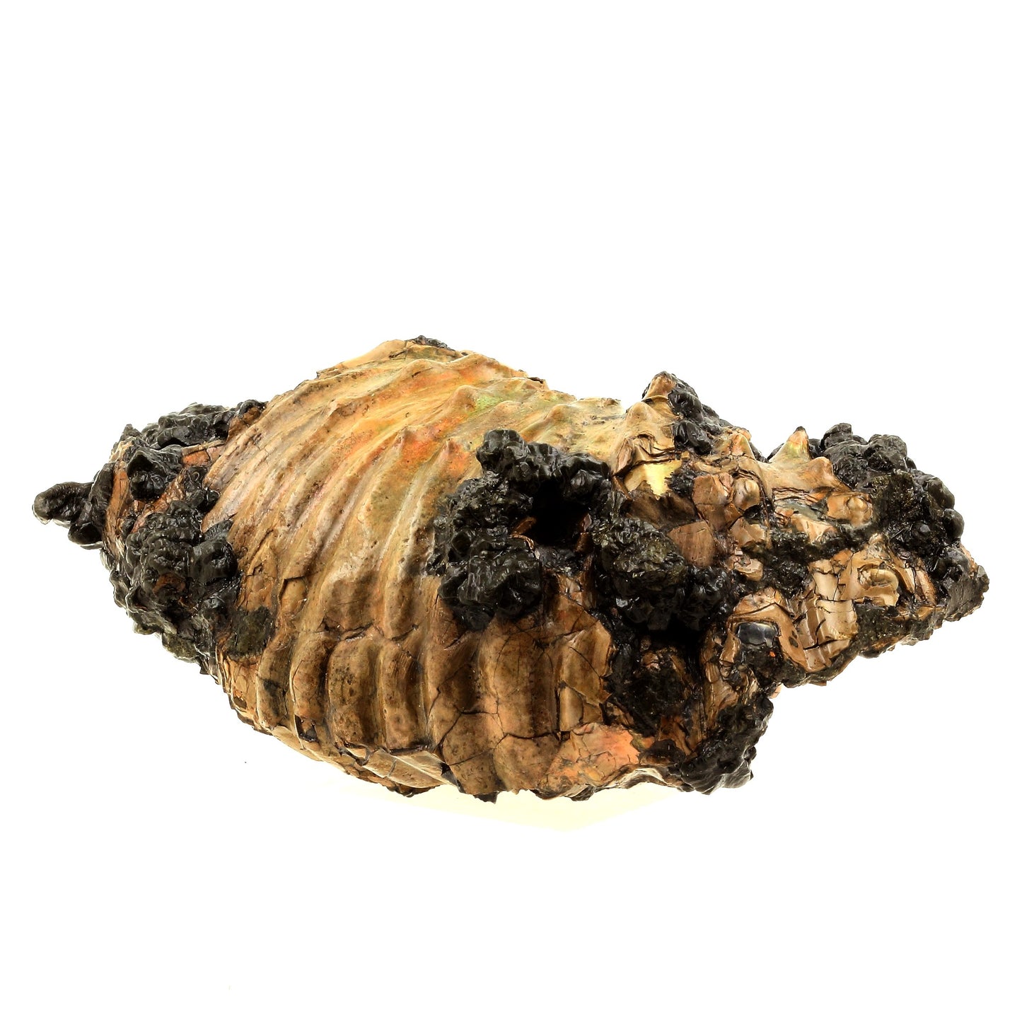 Ammonite fossile + Pyrite, 2355.0 carats, Bully, Seine-Maritime, France