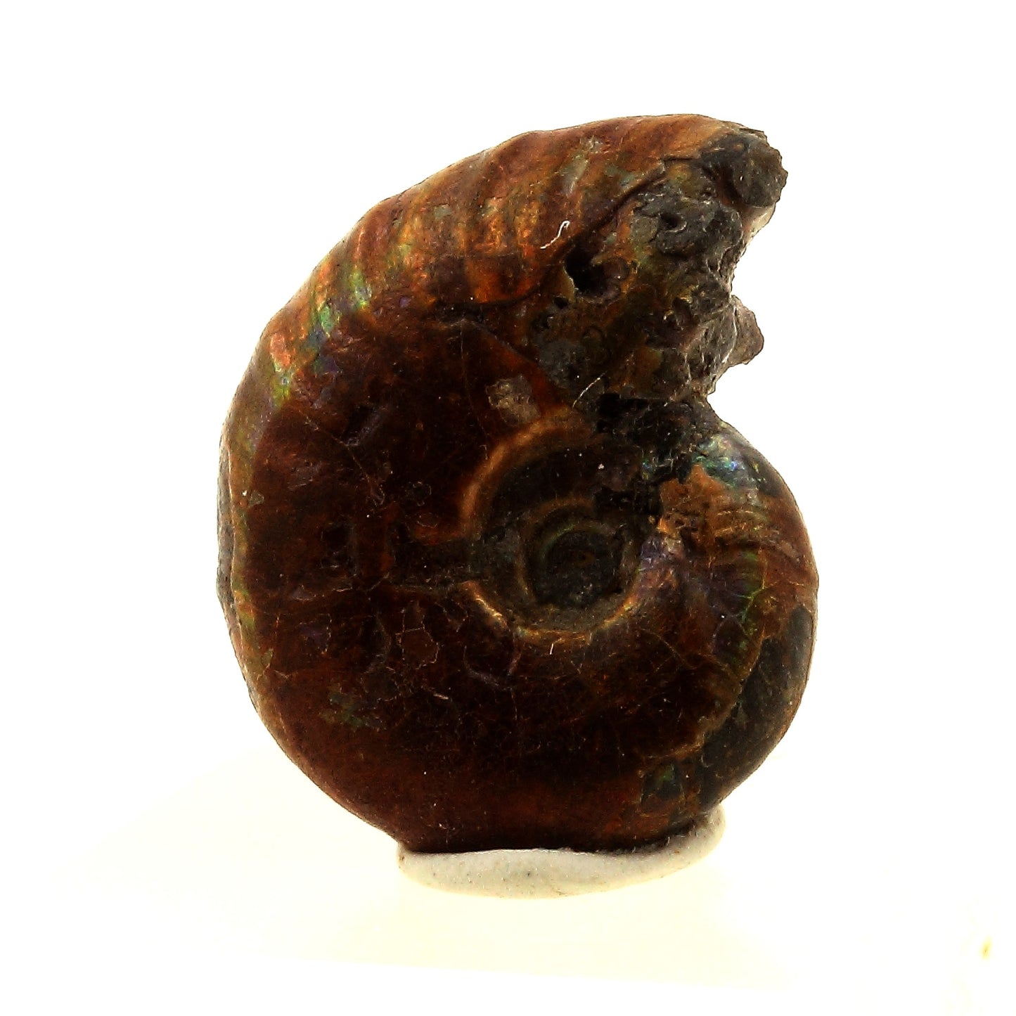 Ammonite Fossile Desmoceras nacrée, 14.0 carats, Bully, Seine-Maritime, France