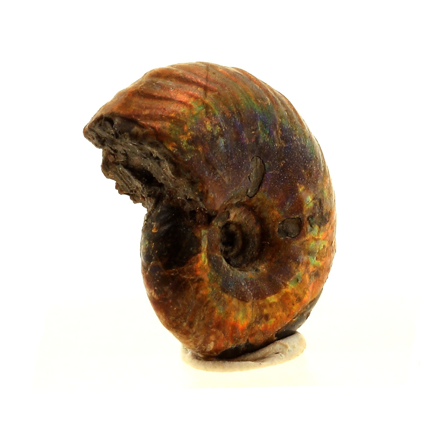 Ammonite Fossile Desmoceras nacrée, 14.0 carats, Bully, Seine-Maritime, France