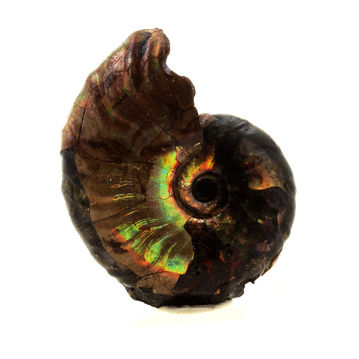 Ammonite Fossile Desmoceras nacrée, 28.0 carats, Bully, Seine-Maritime, France