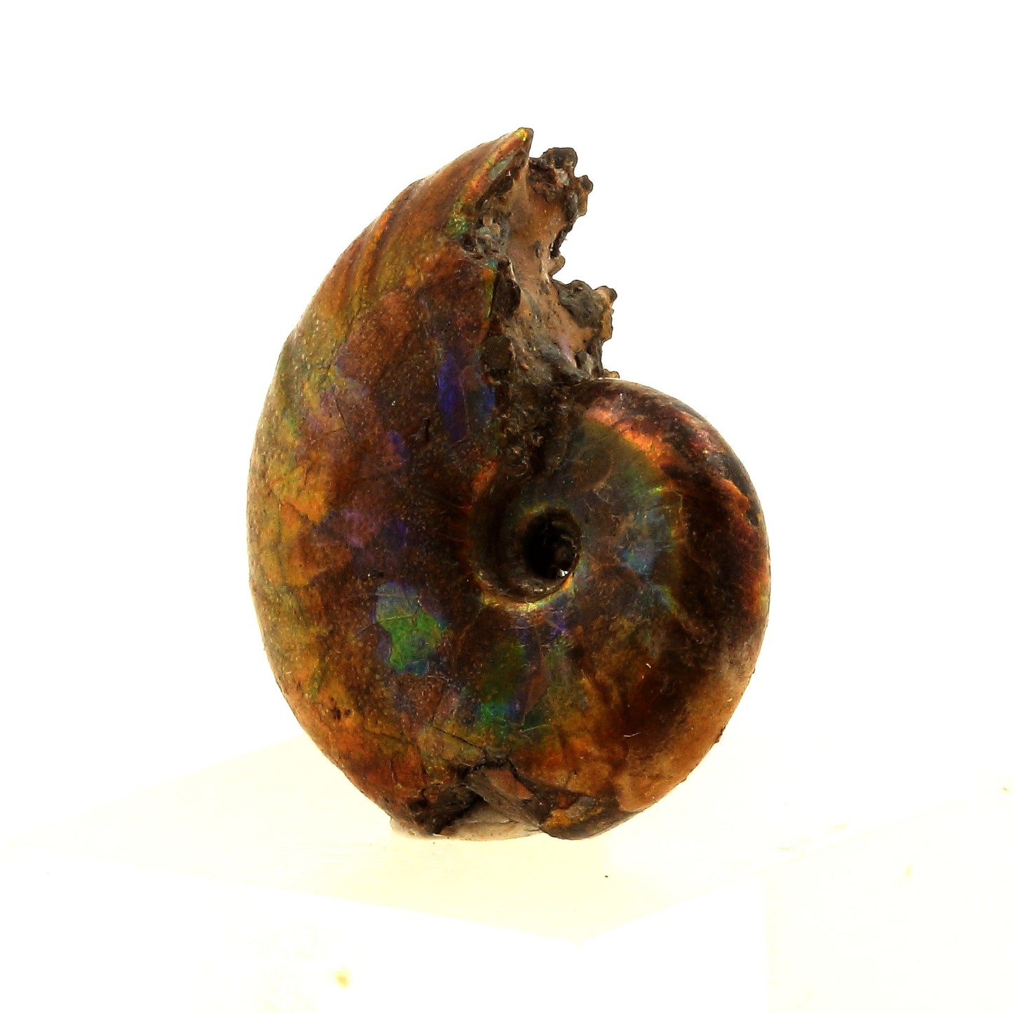 Ammonite Fossile Desmoceras nacrée, 16.0 carats, Bully, Seine-Maritime, France