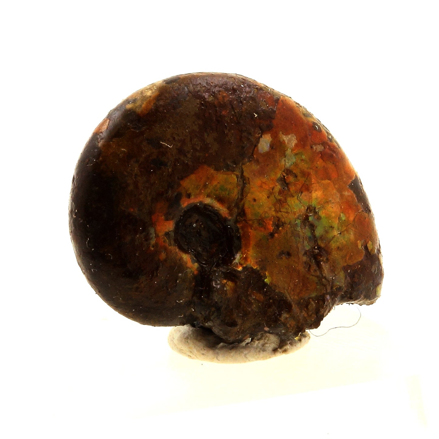 Ammonite Fossile Beudanticeras nacrée, 17.0 carats, Bully, Seine-Maritime, France