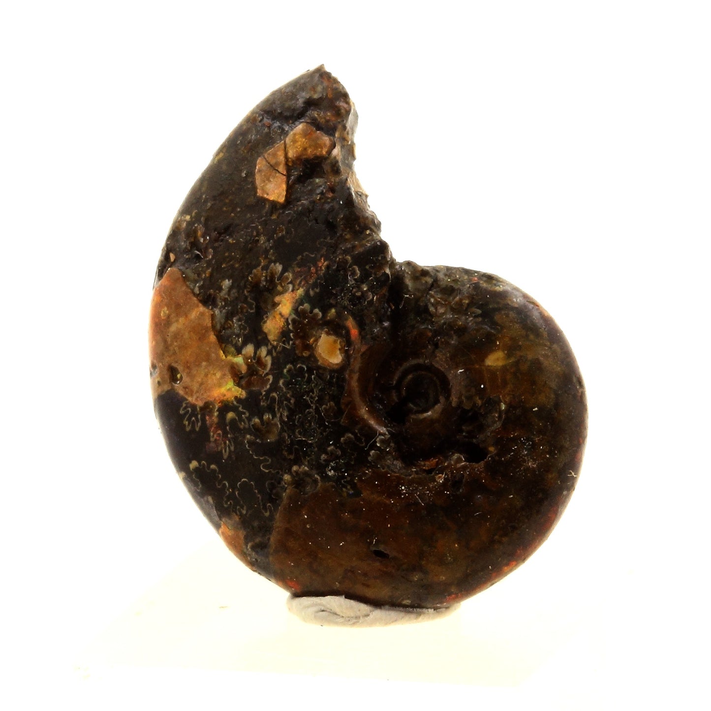 Ammonite Fossile Beudanticeras nacrée, 25.0 carats, Bully, Seine-Maritime, France