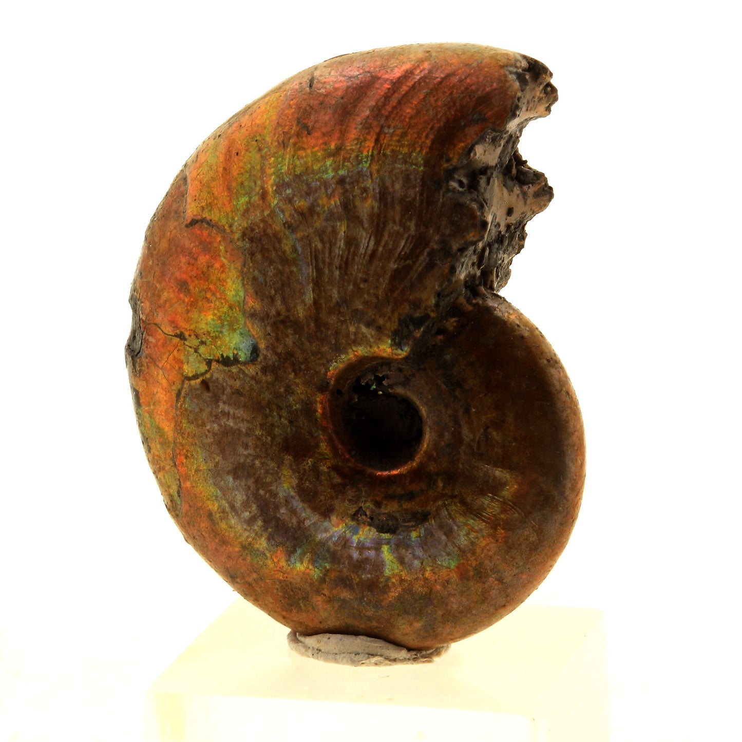 Ammonite Fossile Beudanticeras nacrée, 65.0 carats, Bully, Seine-Maritime, France