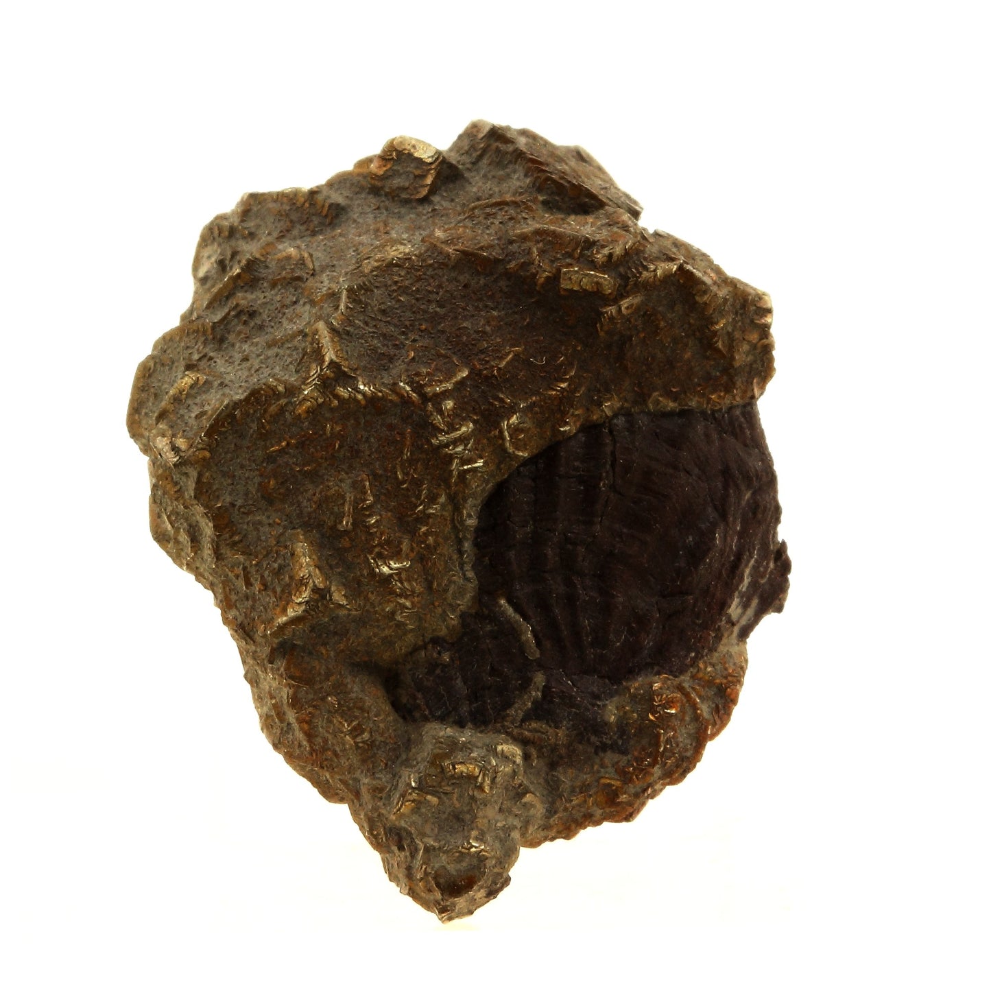 Pyrite sur Plicatule Fossile. 93.0 carats. Gargas, Apt, Provence-Alpes-Côte d'Azur, France