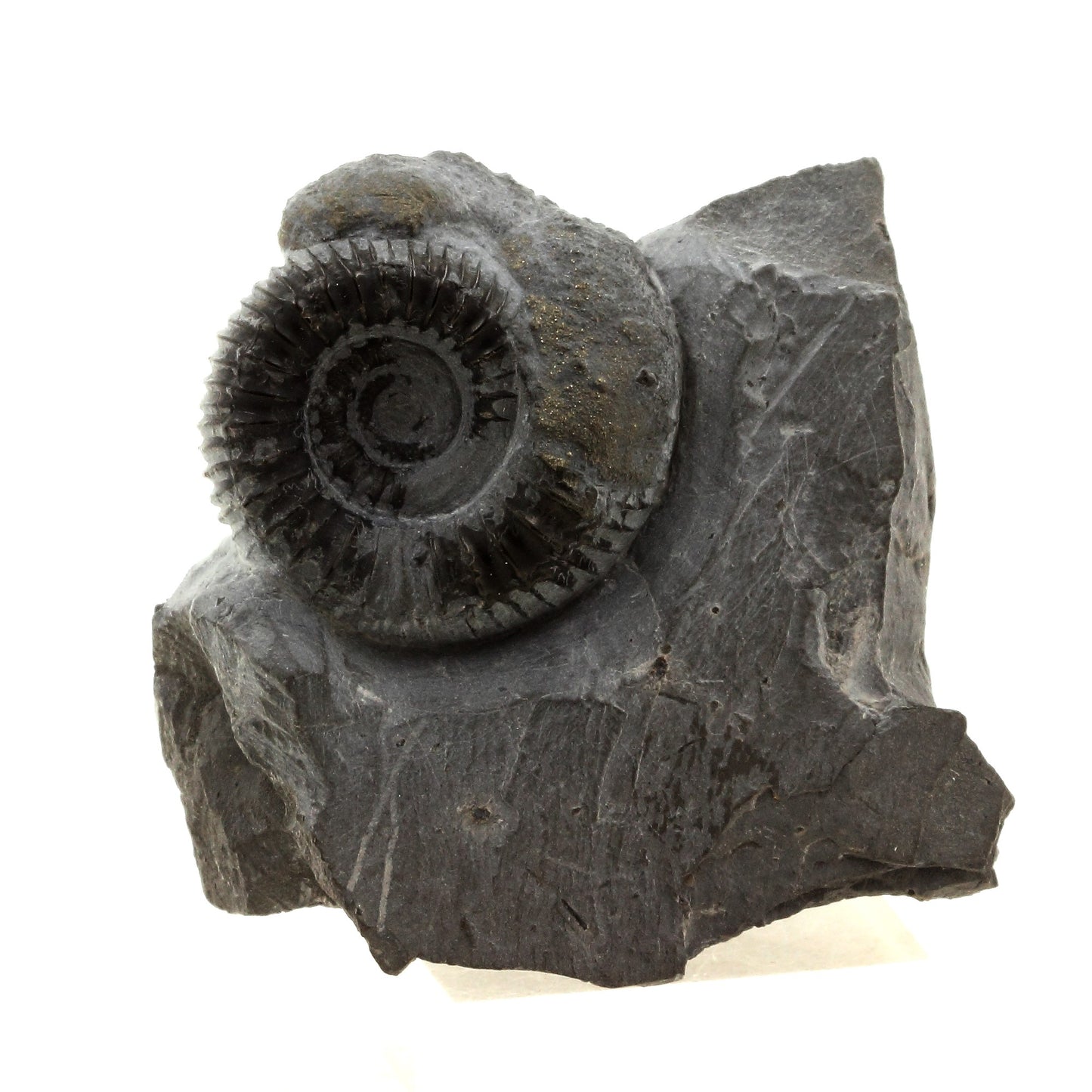Ammonite Pyritisée, 423.0 carats, Le Clapier, Aveyron, France