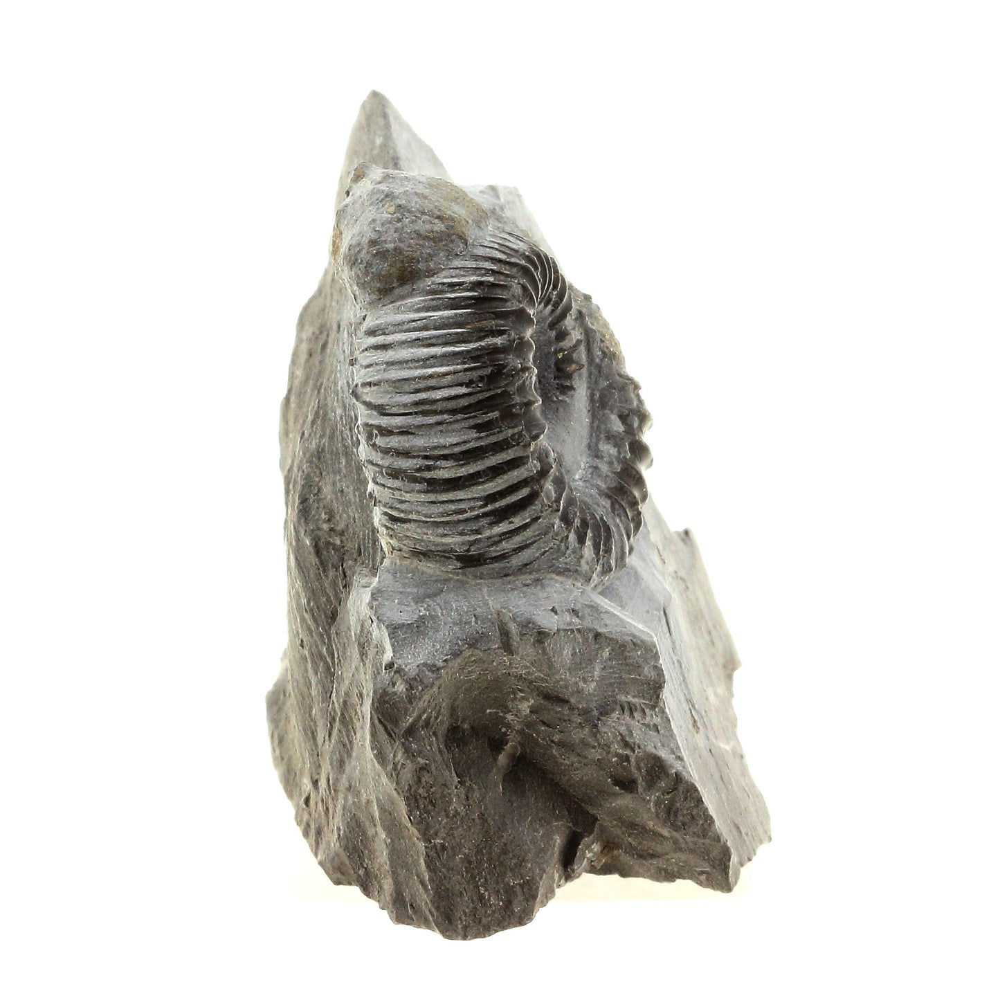 Ammonite Pyritisée, 423.0 carats, Le Clapier, Aveyron, France