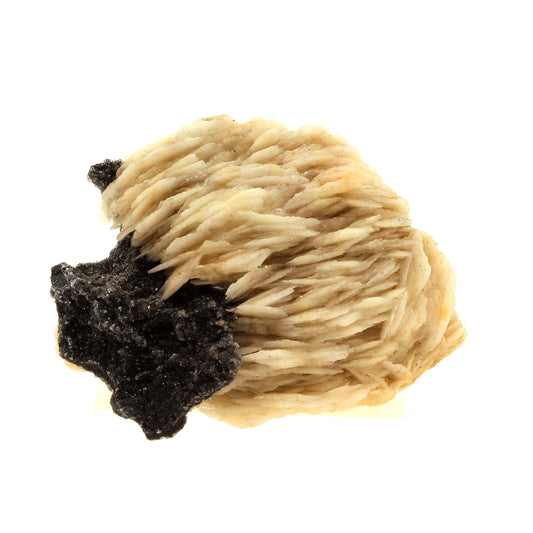 Baryte + Sphalerite. 163.0 carats. Les Cèdres, Saint-Laurent-le-Minier, Occitanie, France