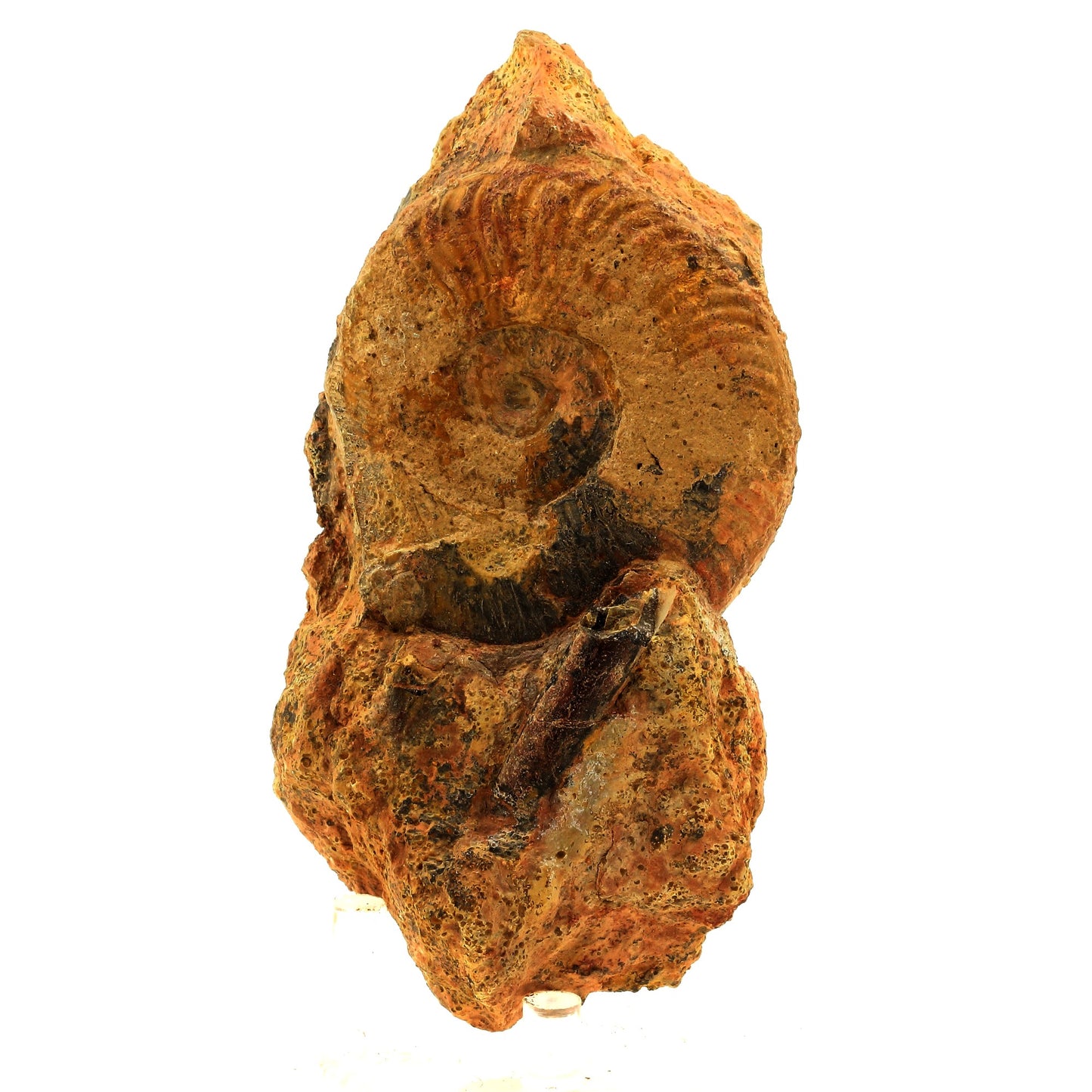 Fossile Pseudogrammoceras Fallaciosum + Belemnite. 2271.0 carats. Belmont-d'Azergues, Rhône, France