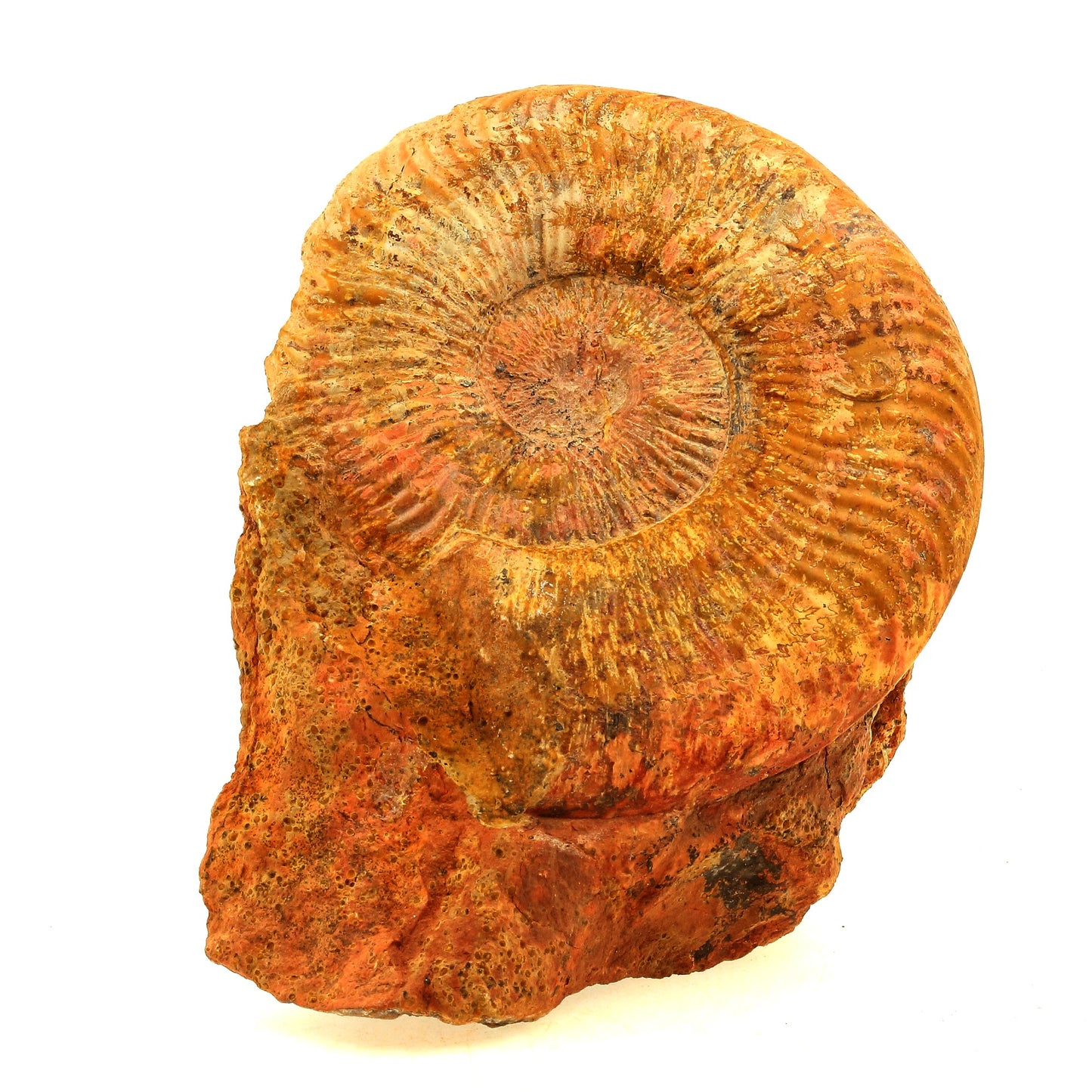 Fossile Pseudogrammoceras Fallaciosum. 3766.0 carats. Belmont-d'Azergues, Rhône, France