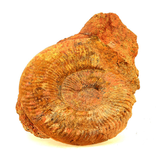 Fossile Pseudogrammoceras Fallaciosum. 3766.0 carats. Belmont-d'Azergues, Rhône, France