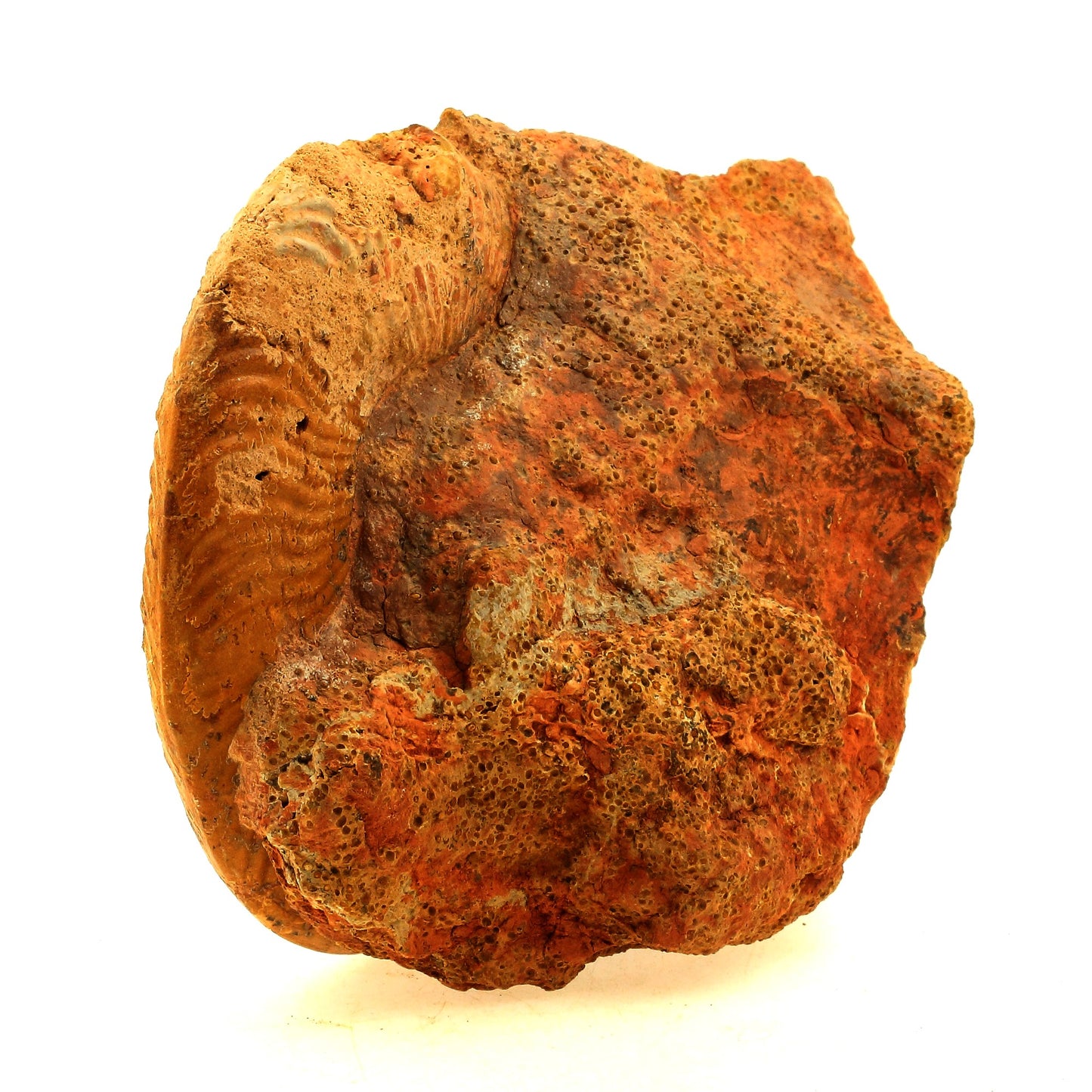 Fossile Pseudogrammoceras Fallaciosum. 3766.0 carats. Belmont-d'Azergues, Rhône, France