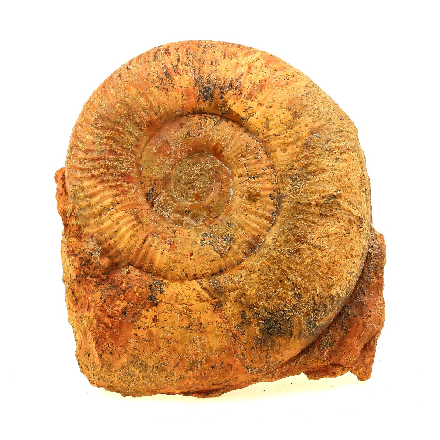 Fossile Pseudogrammoceras Fallaciosum. 4291.0 carats. Belmont-d'Azergues, Rhône, France