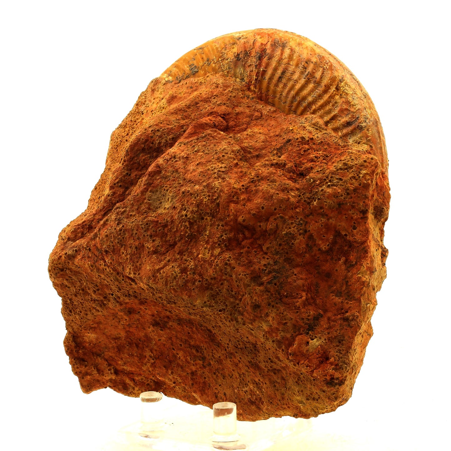 Fossile Pseudogrammoceras Fallaciosum. 4291.0 carats. Belmont-d'Azergues, Rhône, France