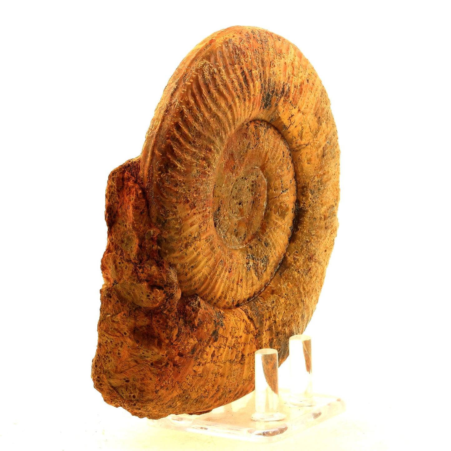Fossile Pseudogrammoceras Fallaciosum. 4291.0 carats. Belmont-d'Azergues, Rhône, France