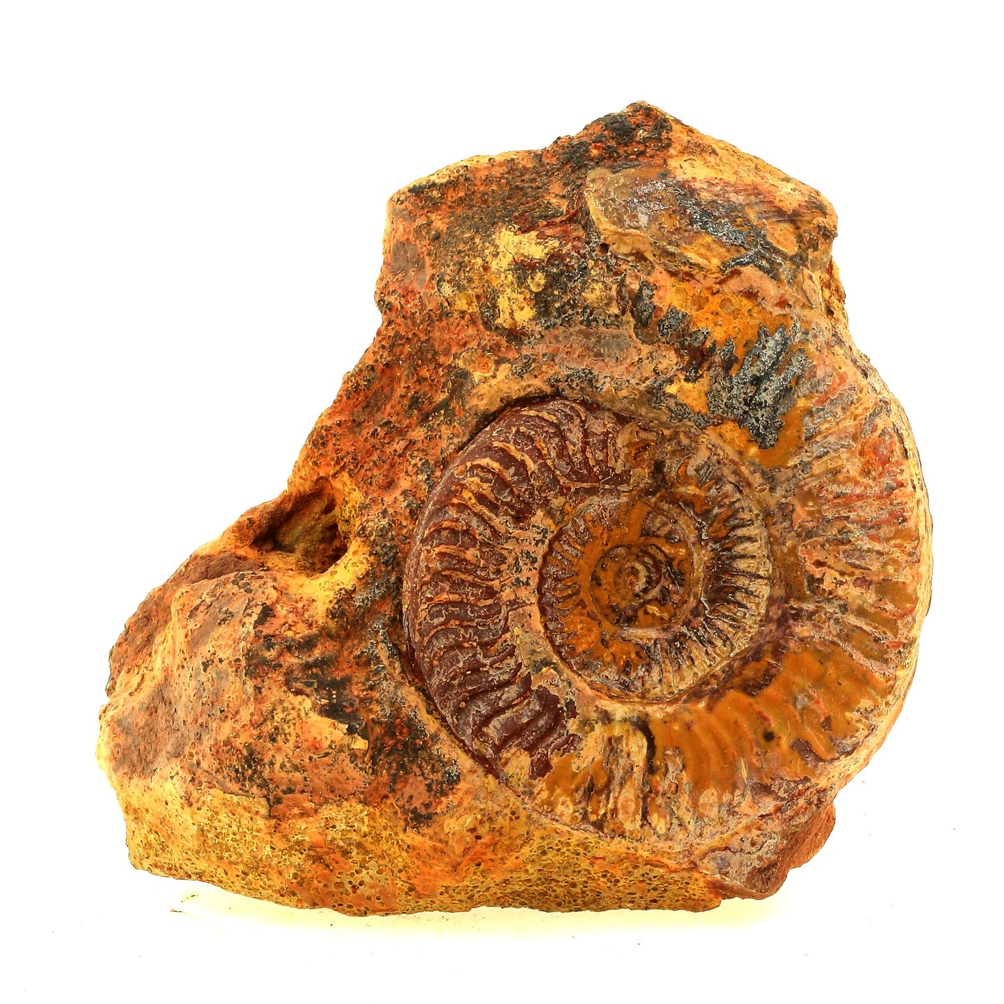 Fossile Grammoceras Penestriatulum. 2803.0 carats. Belmont-d'Azergues, Rhône, France
