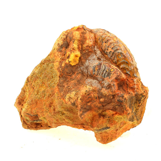 Fossile Grammoceras Penestriatulum. 2803.0 carats. Belmont-d'Azergues, Rhône, France