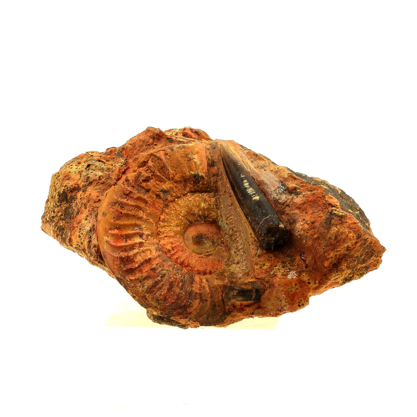 Fossile Grammoceras Penestriatulum + Belemnite. 1567.0 carats. Belmont-d'Azergues, Rhône, France