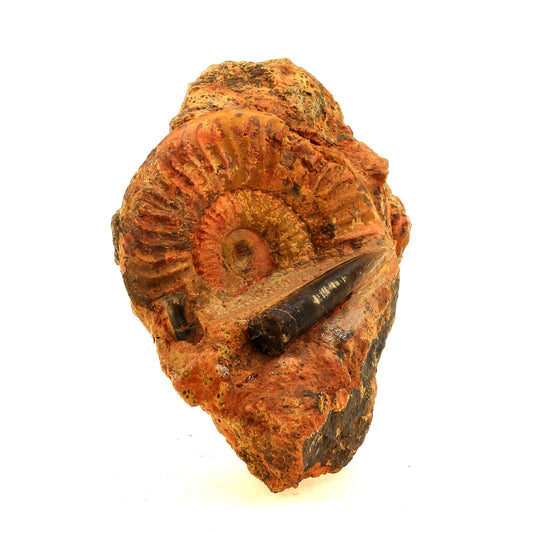 Fossile Grammoceras Penestriatulum + Belemnite. 1567.0 carats. Belmont-d'Azergues, Rhône, France