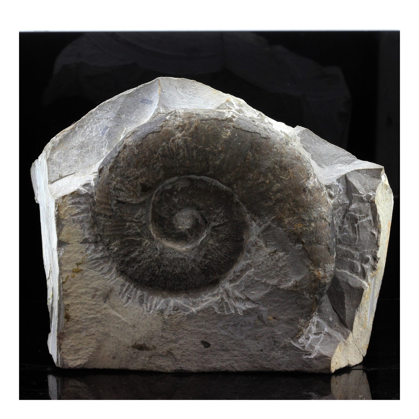 Fossile Emericeras emerici. 3417.0 carats. Drôme, Auvergne-Rhône-Alpes, France