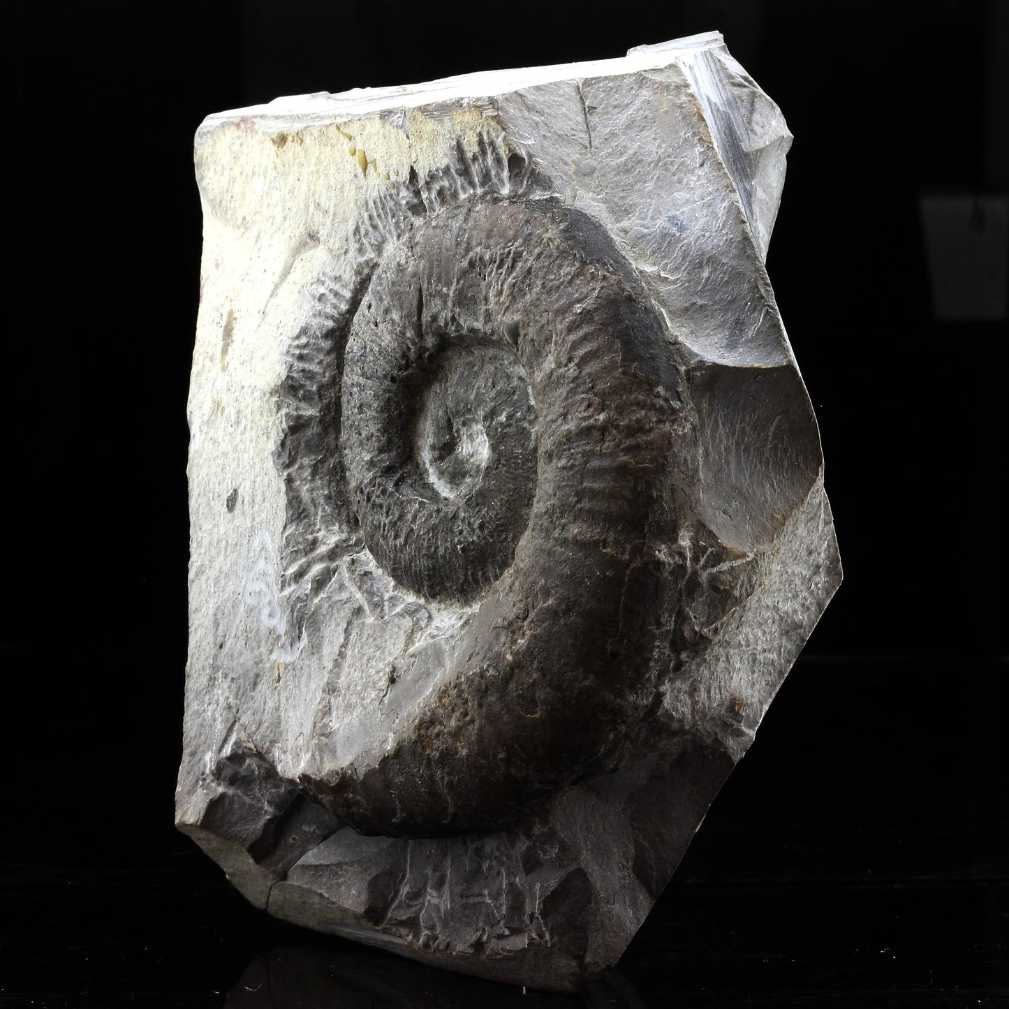 Fossile Emericeras emerici. 3417.0 carats. Drôme, Auvergne-Rhône-Alpes, France