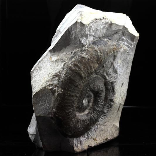 Fossile Emericeras emerici. 3417.0 carats. Drôme, Auvergne-Rhône-Alpes, France