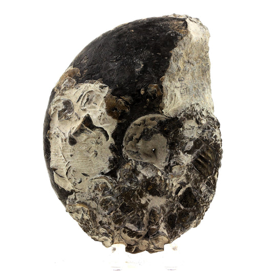 Fossile Ammonite Perilytoceras Pyritisée. 3610.0 carats. Villers-sur-Mer, Calvados, France