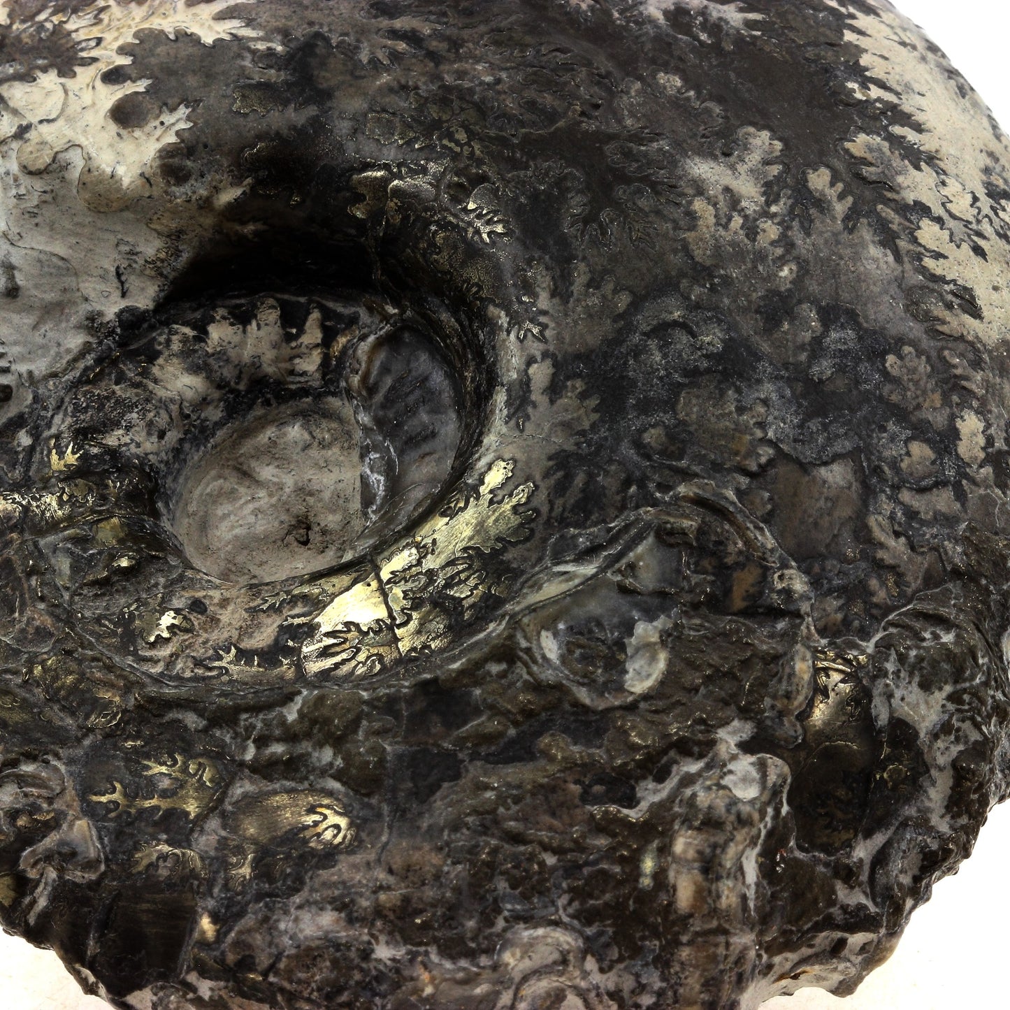 Fossile Ammonite Perilytoceras Pyritisée. 3610.0 carats. Villers-sur-Mer, Calvados, France