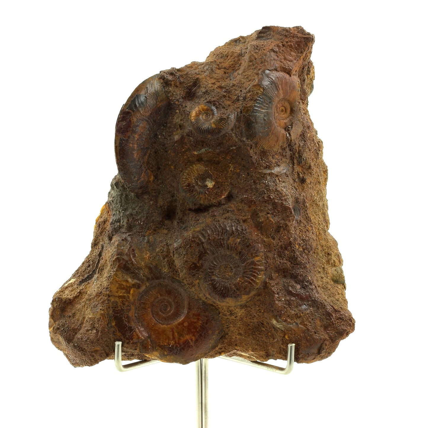 Ammonite Toarcien + Fer, 2767.5 carats, Mine de La Verpilliere , Isère, France