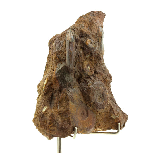 Ammonite Toarcien + Fer, 2767.5 carats, Mine de La Verpilliere , Isère, France