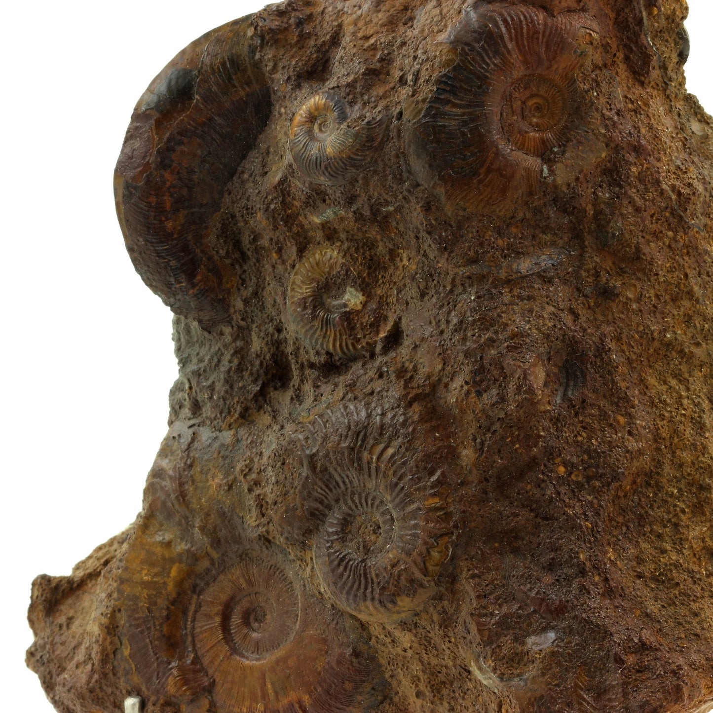 Ammonite Toarcien + Fer, 2767.5 carats, Mine de La Verpilliere , Isère, France
