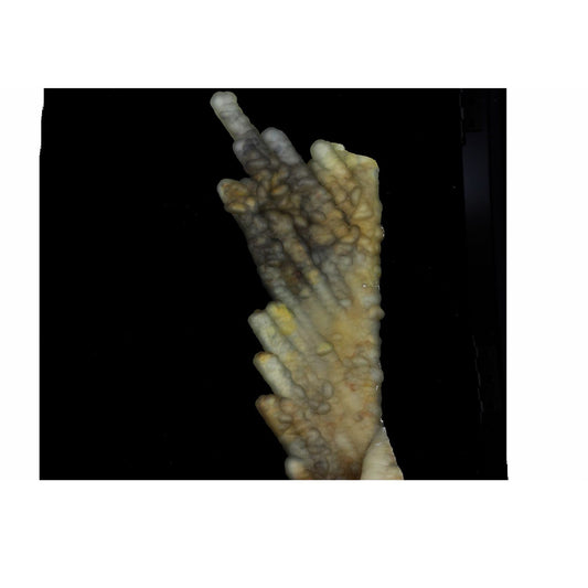 Calcédoine après bambou fossile. 2780.0 carats. En provenance de Java, Indonesie