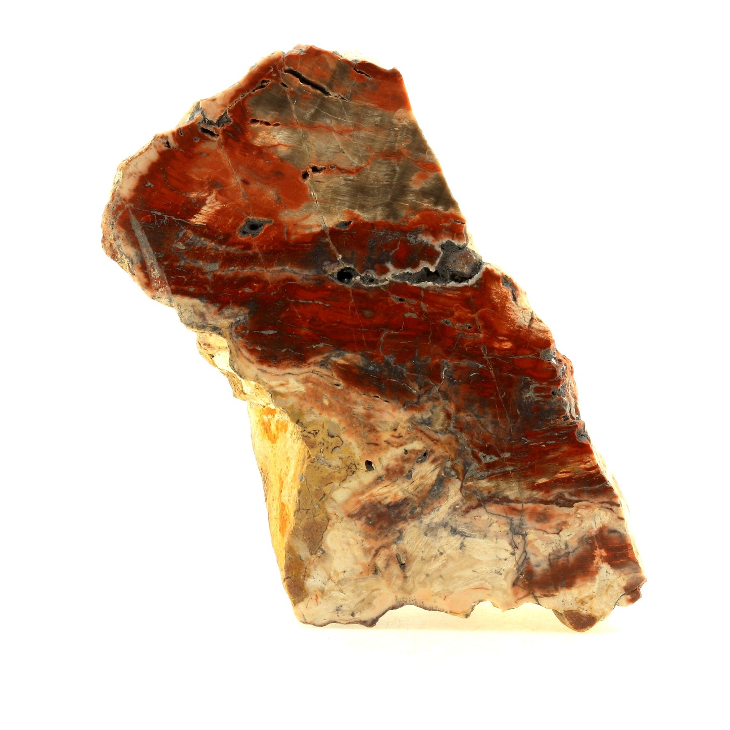 Bois pétrifié. 2402.0 carats. Cherry Creek, White Pine Co, USA