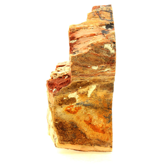 Bois pétrifié. 2402.0 carats. Cherry Creek, White Pine Co, USA