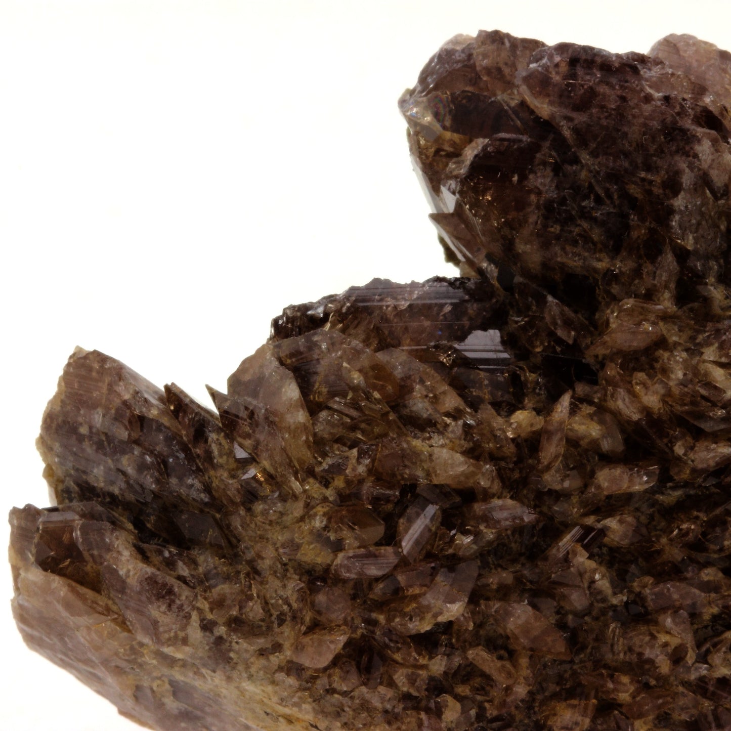 Axinite. 821.50 carats. Chamrousse, Belledonne, Isère, France